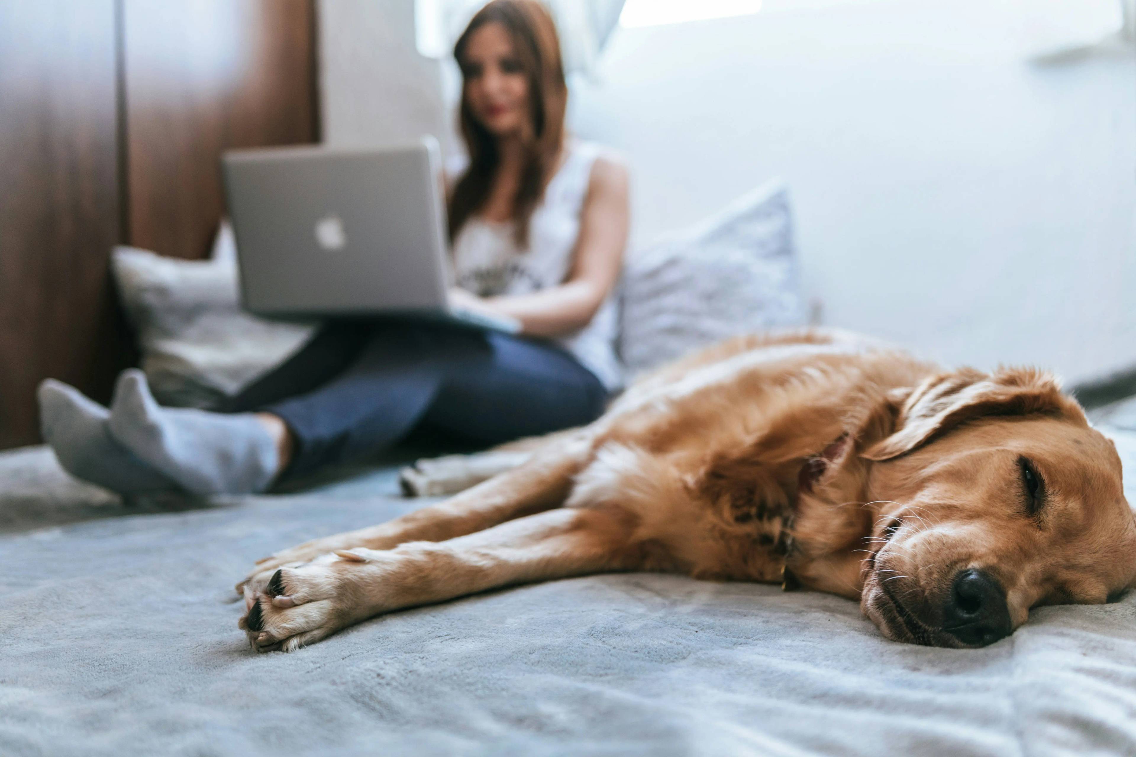 Quanto dormono i cani: un viaggio nel sonno dei nostri amici a quattro zampe