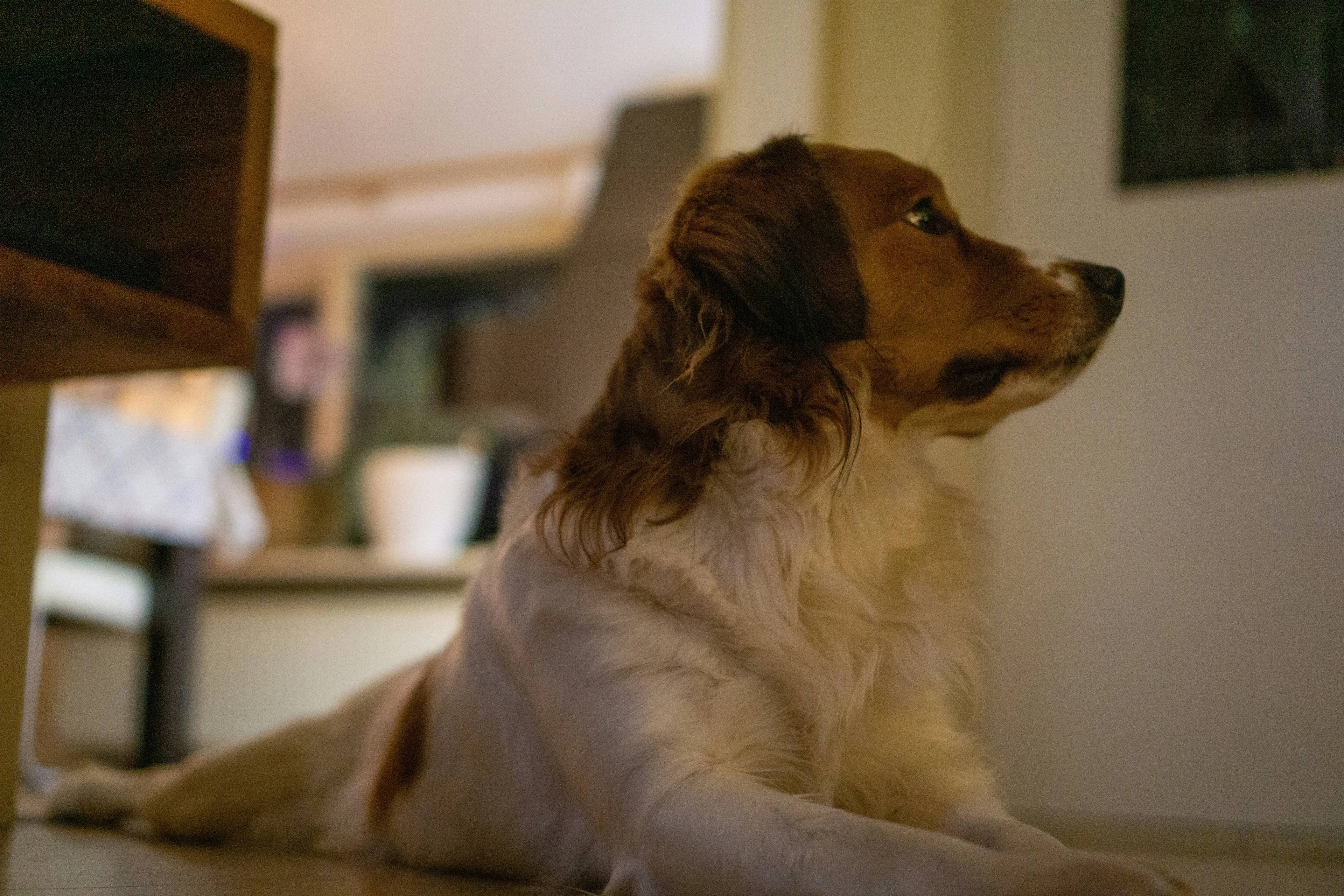 Quanto vive un cane? Scopri la durata della vita dei nostri amici a quattro zampe