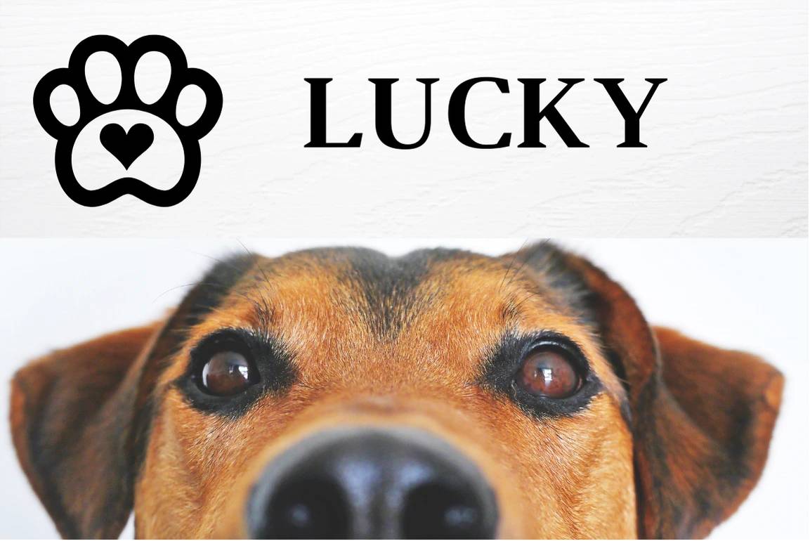 Scegliere il nome del tuo cane