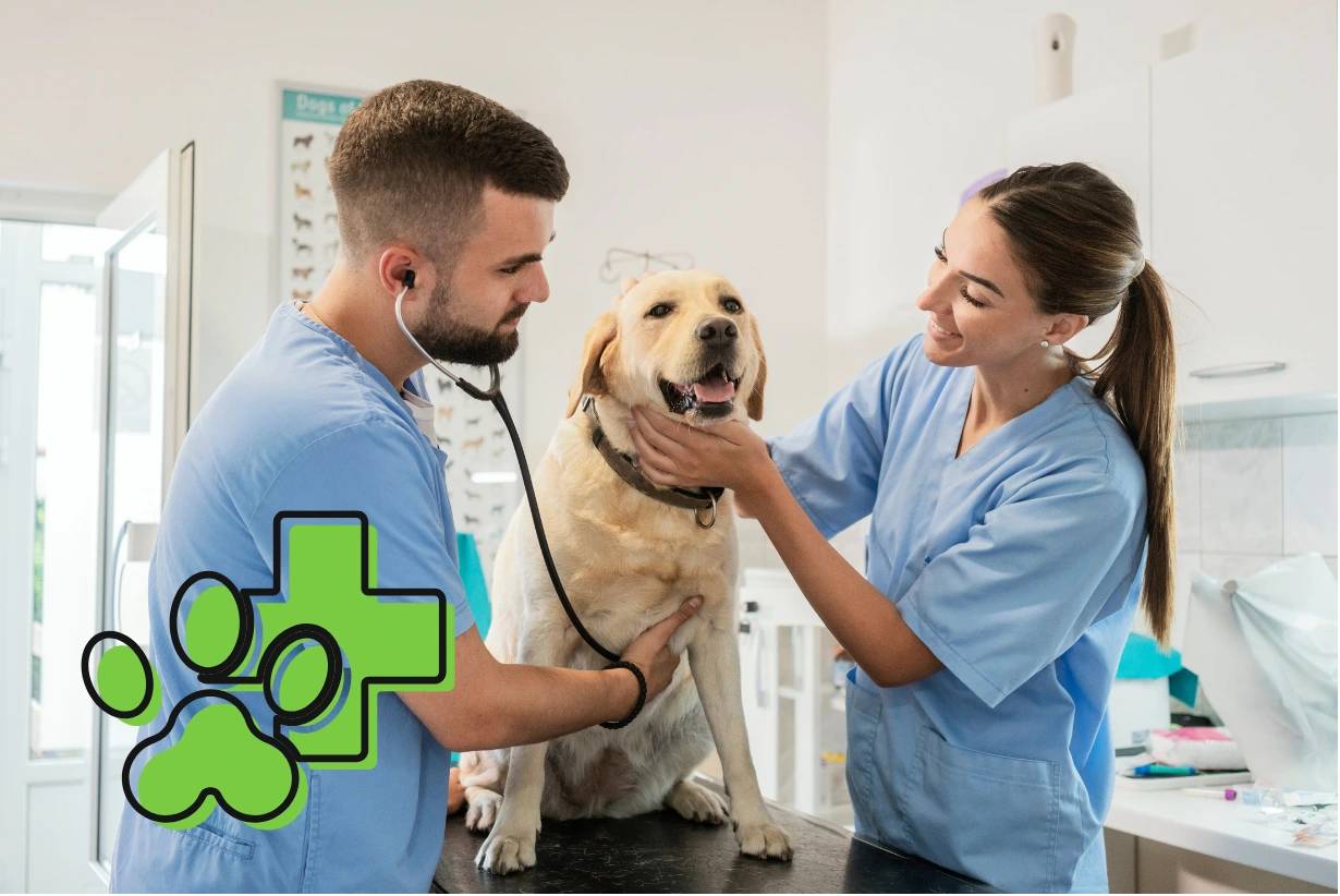 Scegliere il veterinario ideale