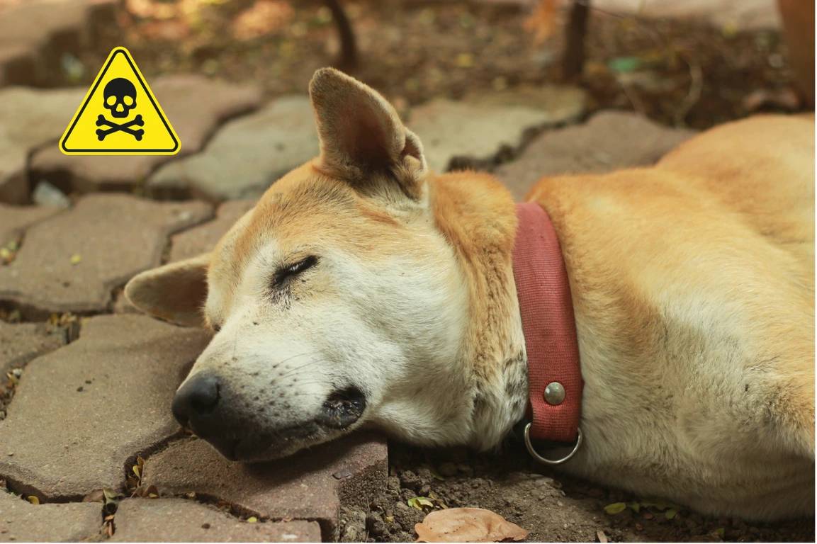 Sintomi avvelenamento nel cane