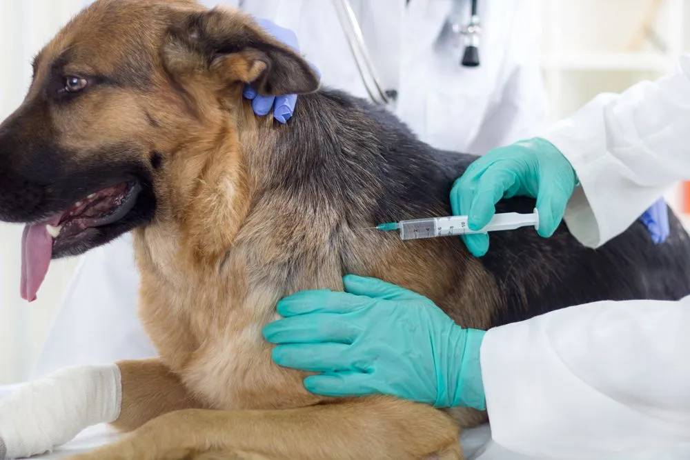 Vaccini obbligatori per cani