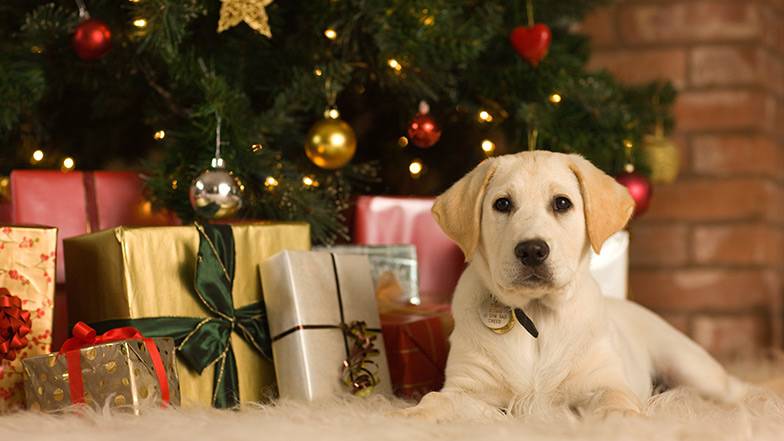 Idee per un Calendario dell'Avvento per Cani