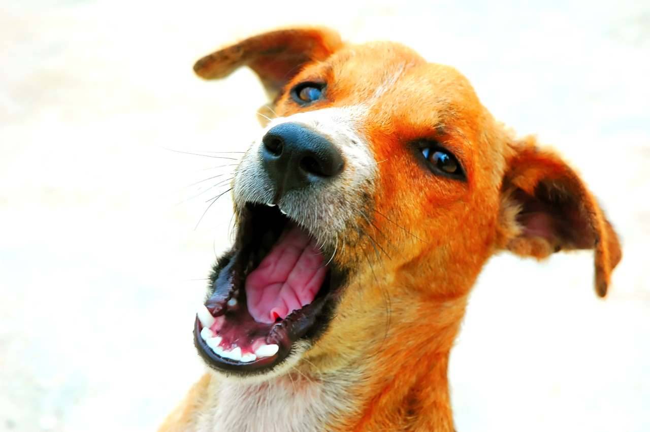 Perché i Cani Abbaiano Senza Motivo?