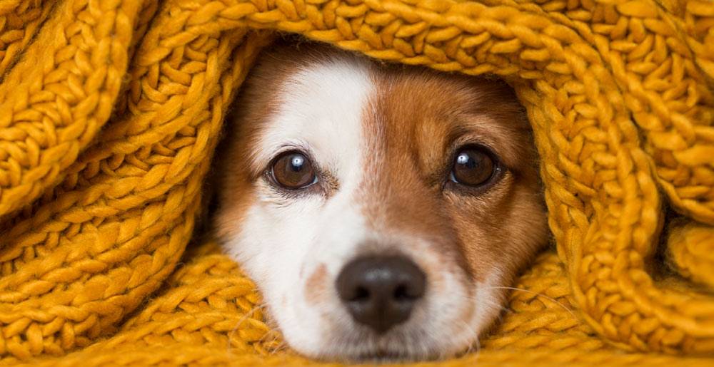 Come Proteggere il Tuo Cane dal Freddo Invernale