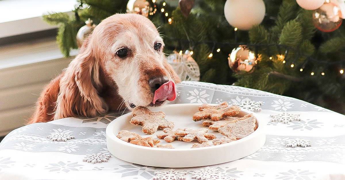 Ricette di Biscotti Natalizi per Cani: Delizie Fatte in Casa con Stampini Divertenti