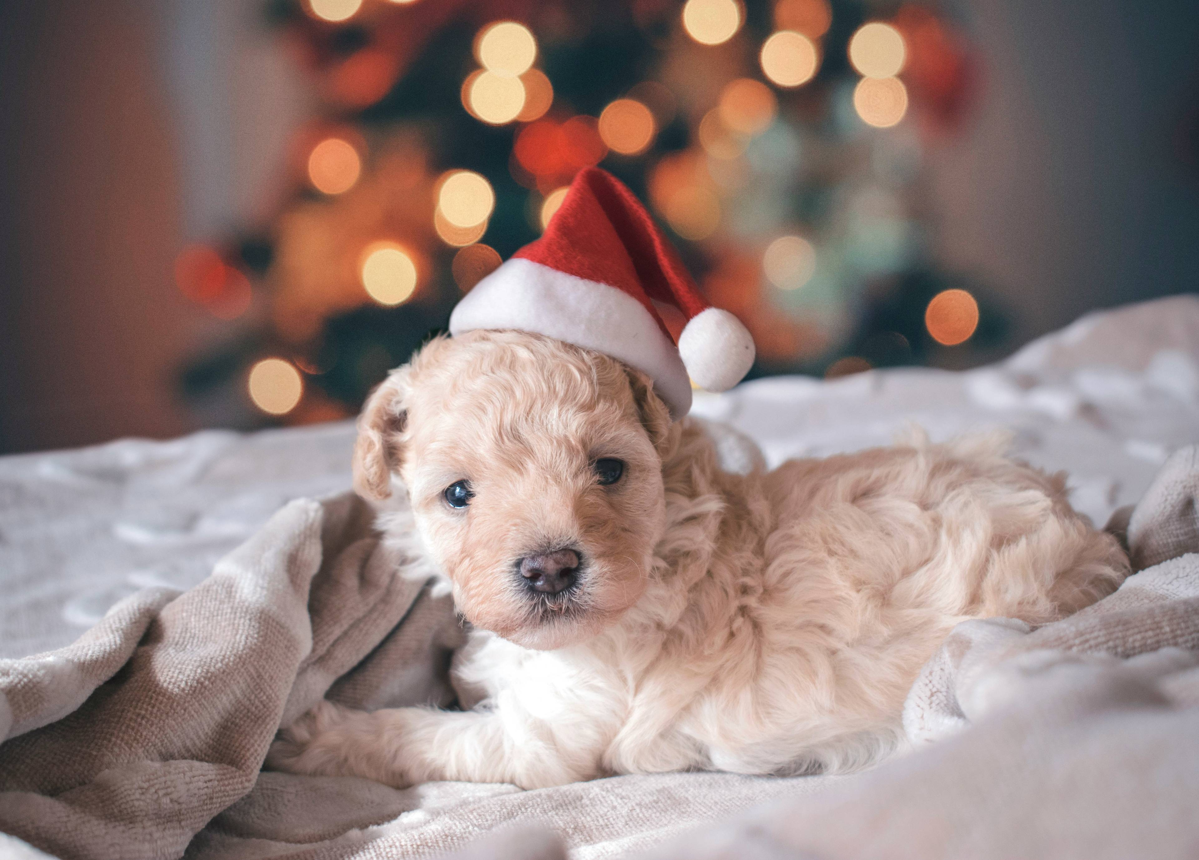Attività Natalizie da Fare con il Tuo Cane