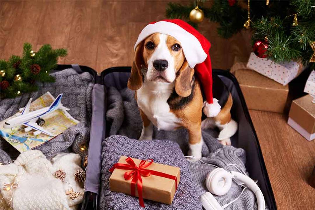 Consigli per Viaggiare con il Tuo Cane Durante le Feste Natalizie