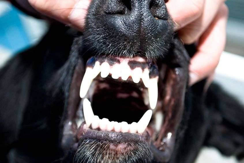 Cani Pericolosi: Come Gestirli e Addestrarli in Modo Sicuro