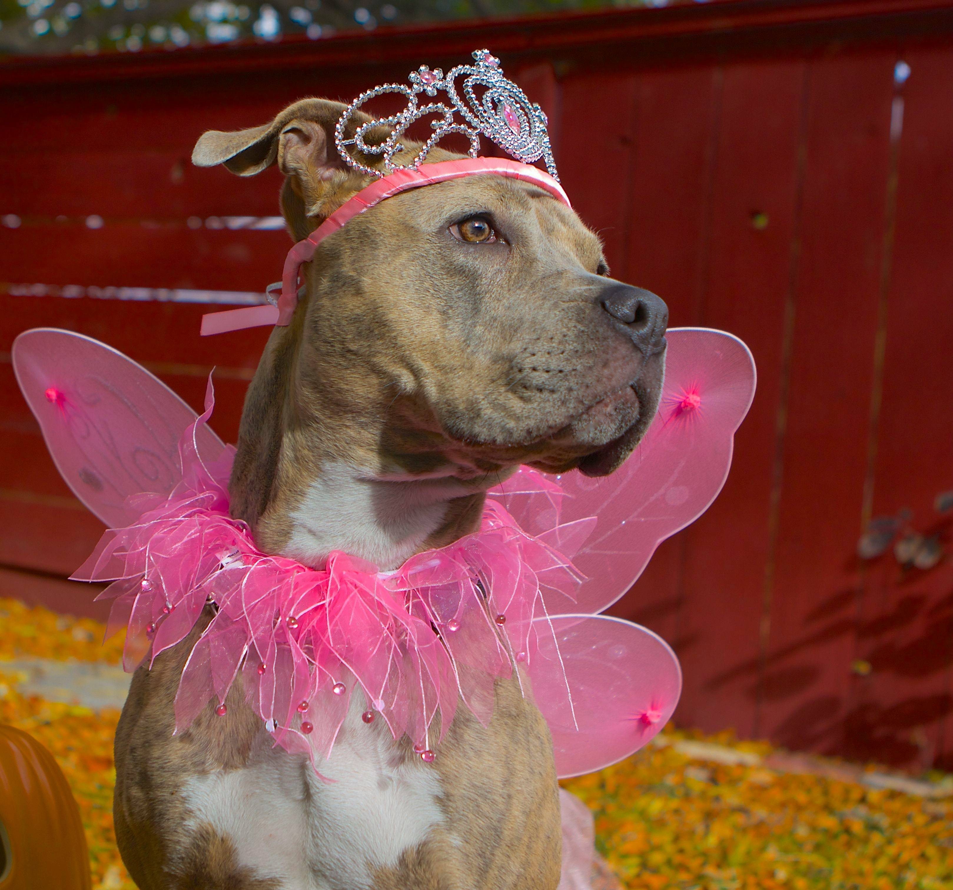 Prepara il tuo cane per Halloween: Guida Completa per una Festa Sicura e Divertente