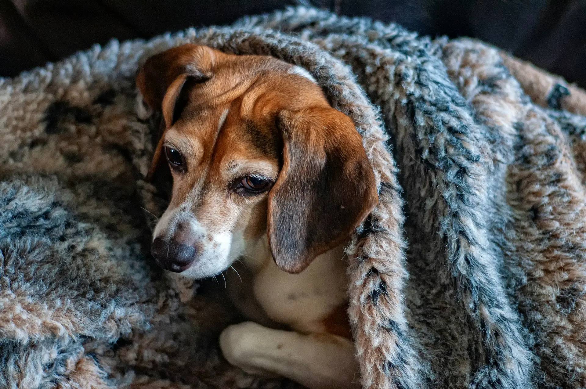 Perché i Cani Tremano? Cause e Soluzioni
