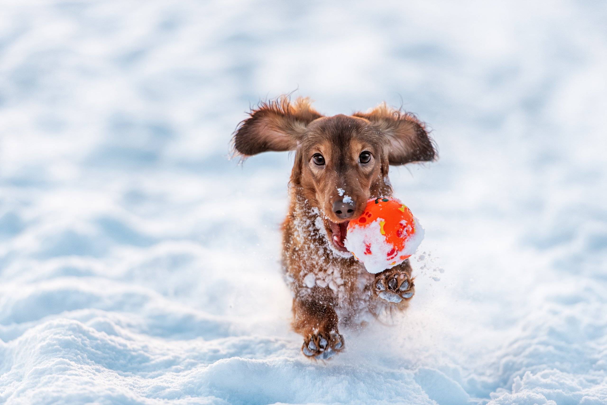 Come Mantenere il Tuo Cane Attivo Durante l'Inverno