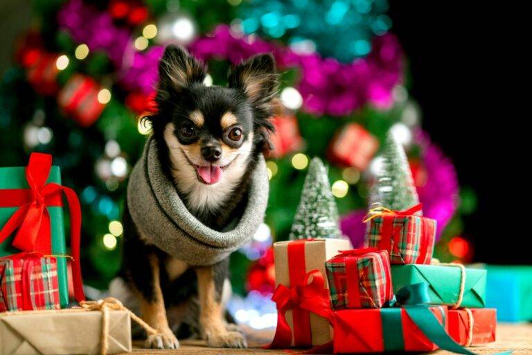 Idee Regalo di Natale per il Tuo Cane: Sorprese Perfette per il Tuo Amico a Quattro Zampe