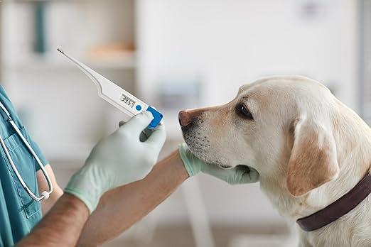 Termometro rettale per cani