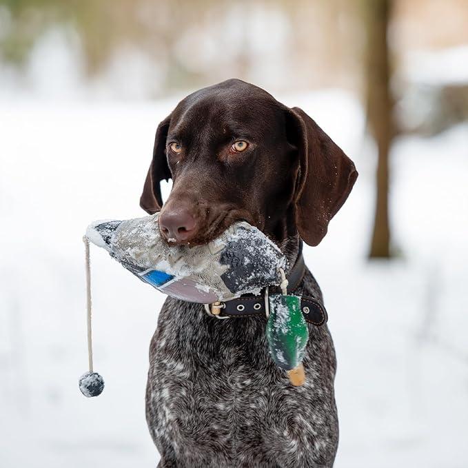 Addestramento con il Cane