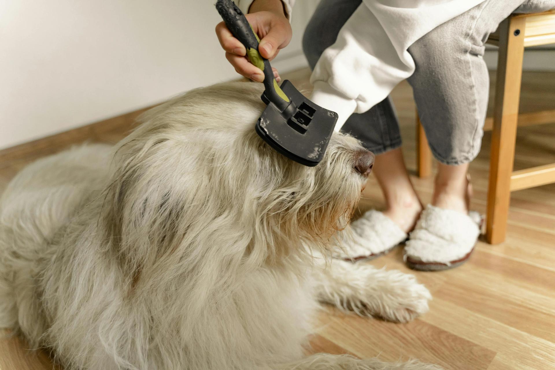 10 consigli per cani a pelo lungo