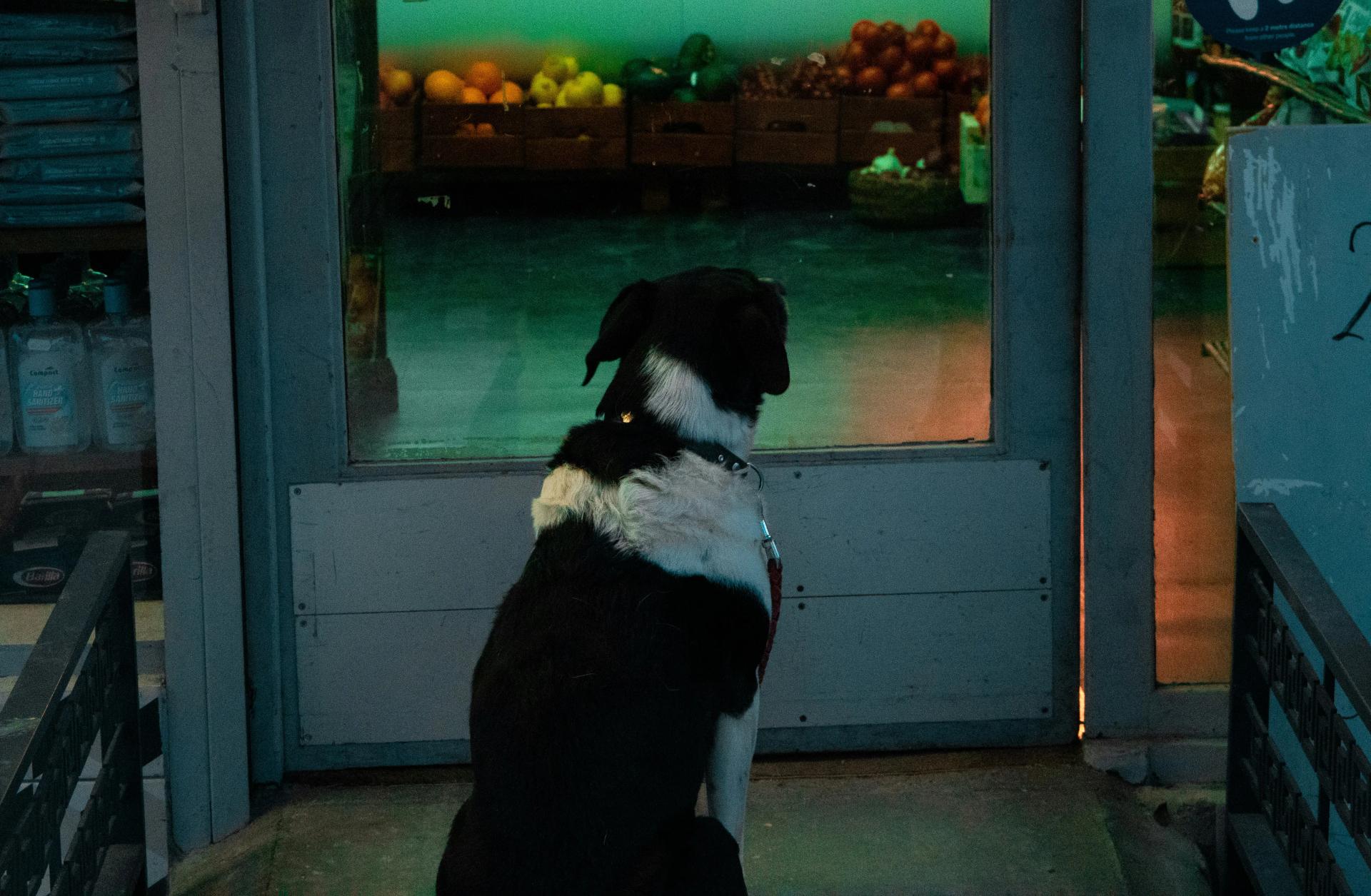 Ansia da separazione nei cani