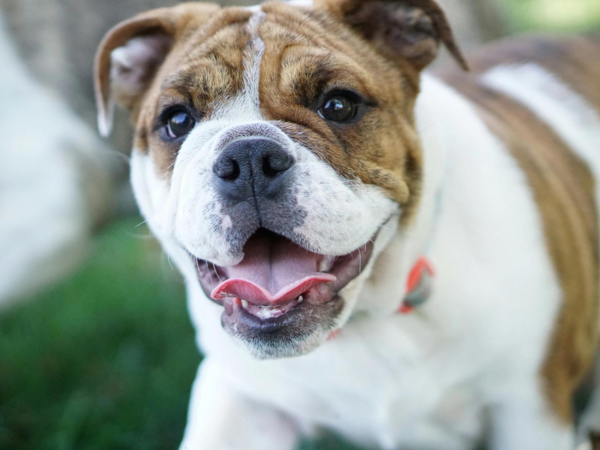 Cane con le rughe: il fascino e la cura di un amico speciale