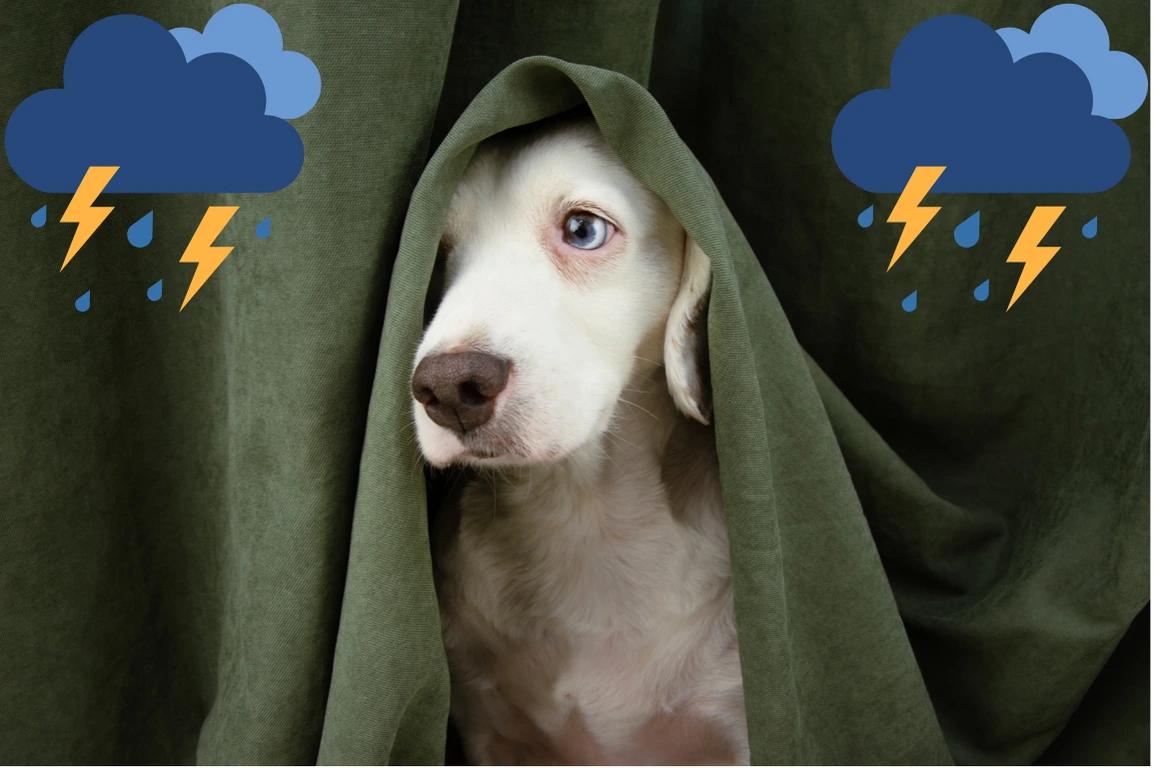 Cani e temporali: come calmarli