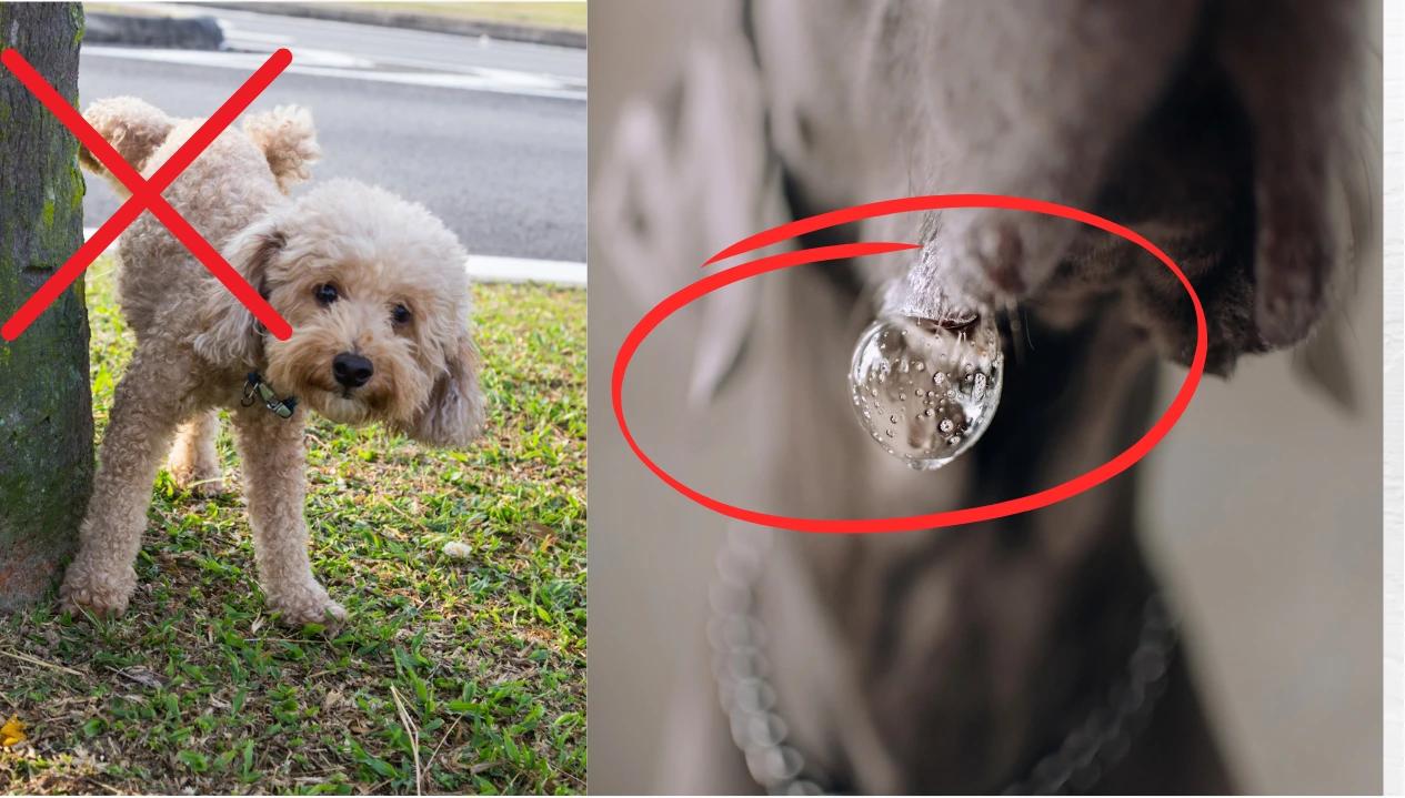 Cani ipoallergenici: la guida
