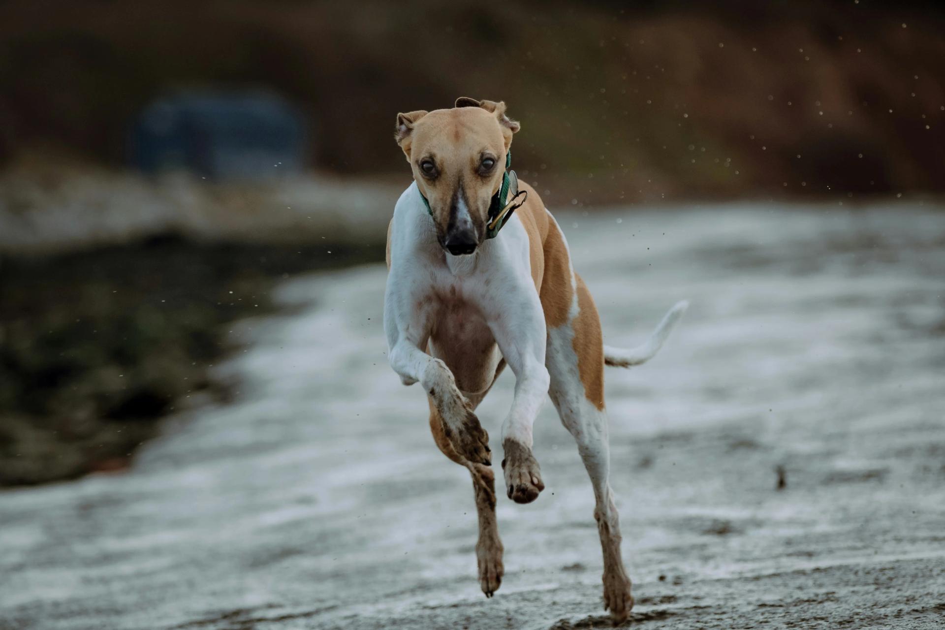 Cani Snelli e Veloci: I Compagni Ideali per Avventure all'Aperto