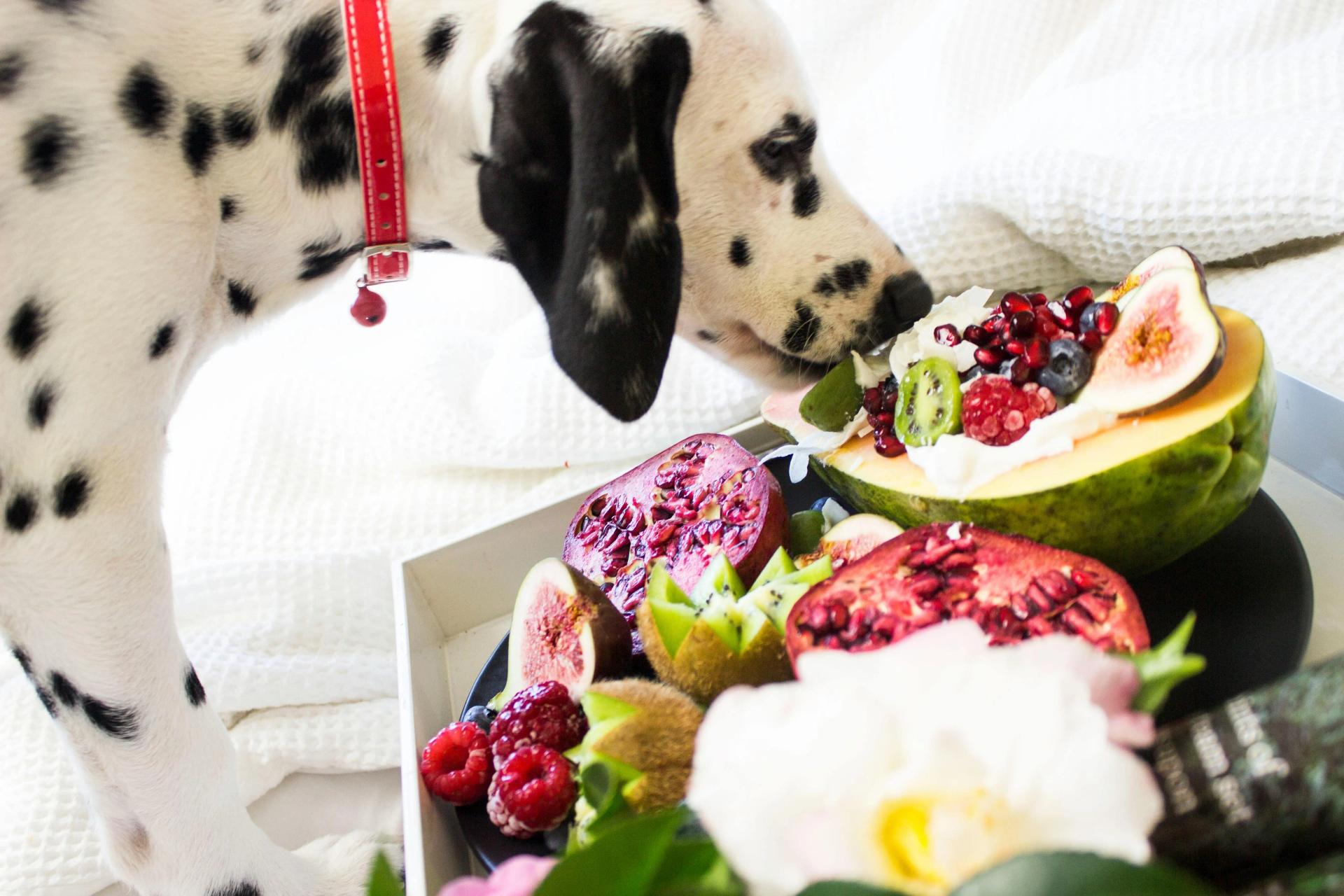Cibo ideale per il tuo cane