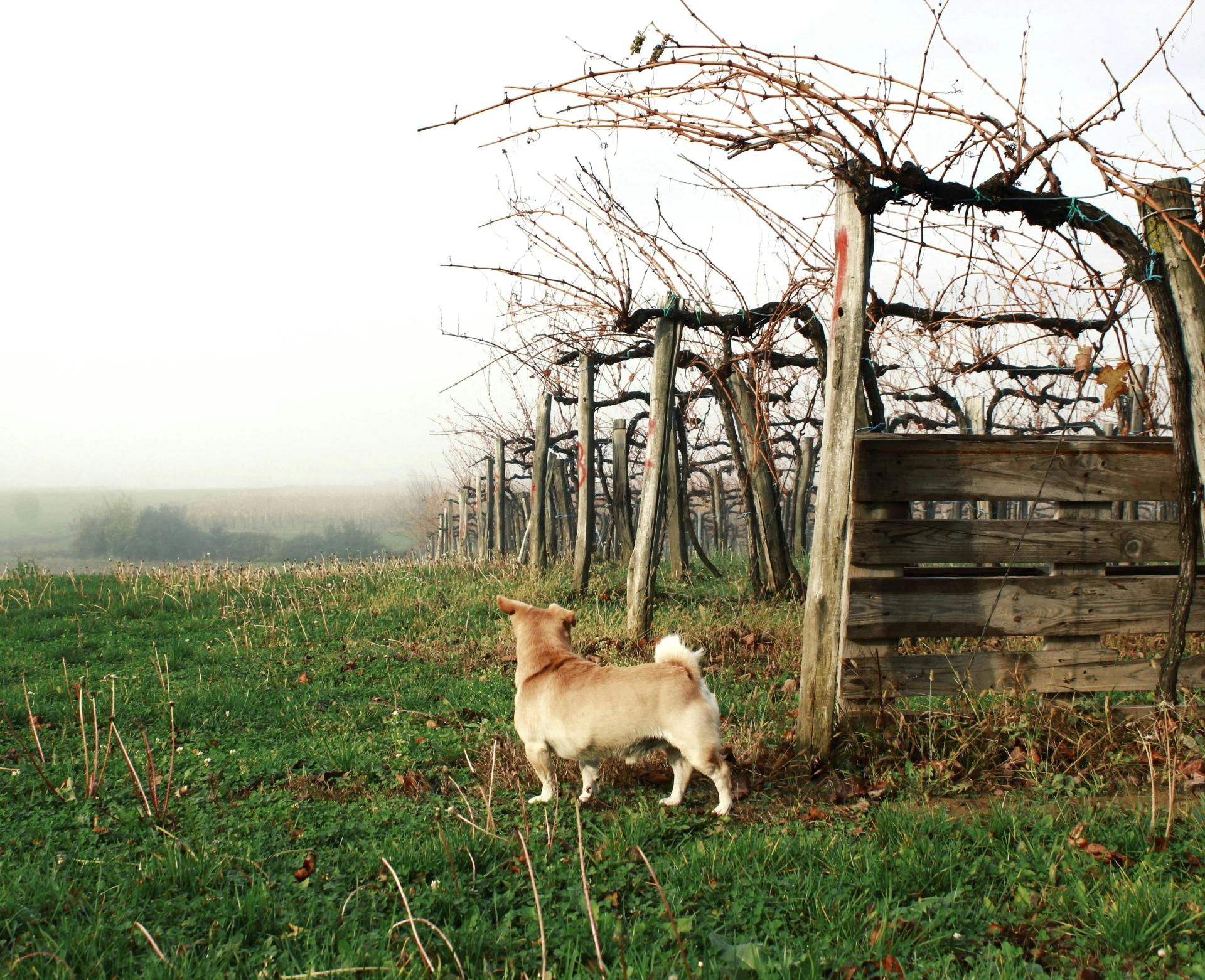 I cani possono mangiare l’uva? Scopriamolo insieme!