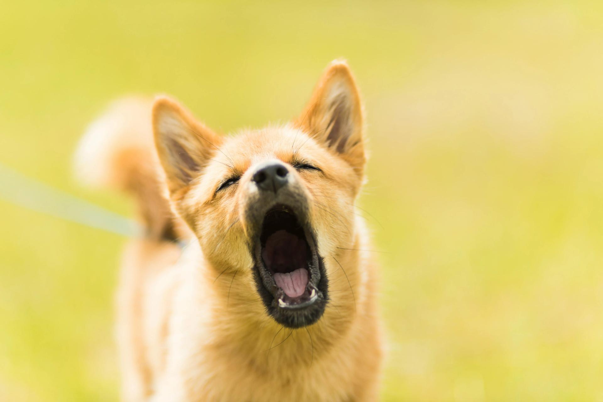 Il cane del vicino abbaia sempre: perché succede e come affrontarlo