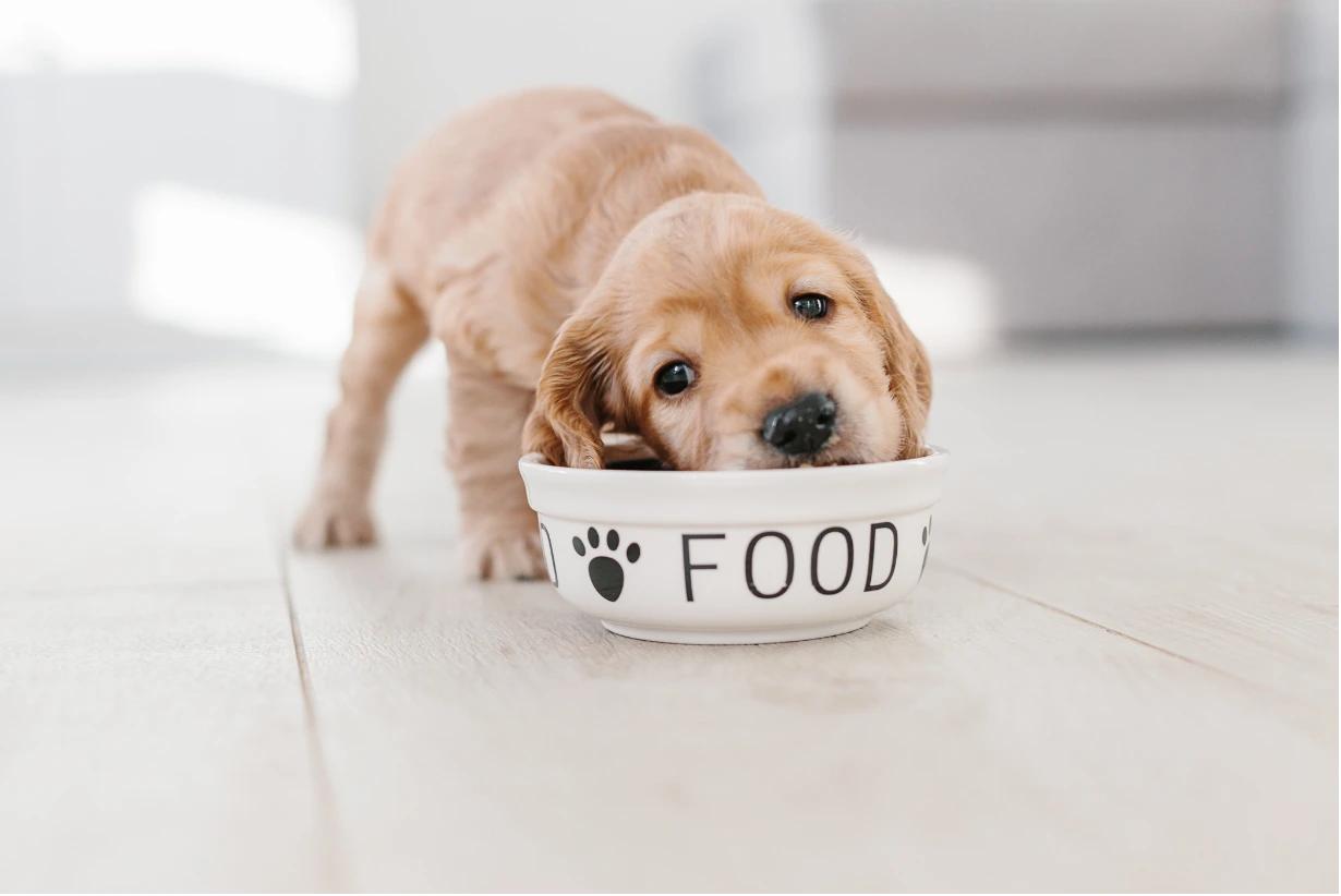 Nuovo cane in casa: consigli utili