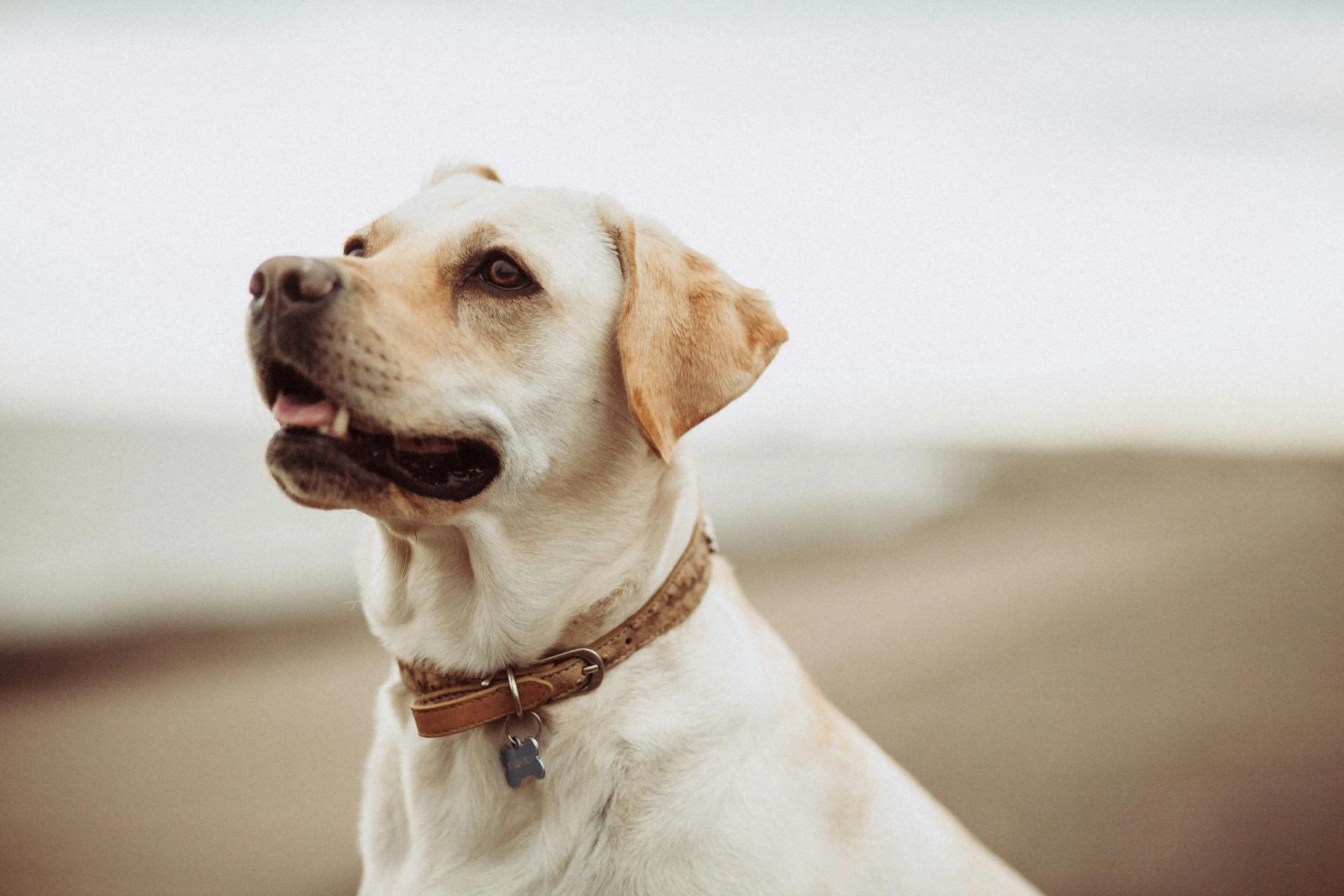 Perché i cani sono fedeli: Un viaggio nel cuore della loro lealtà