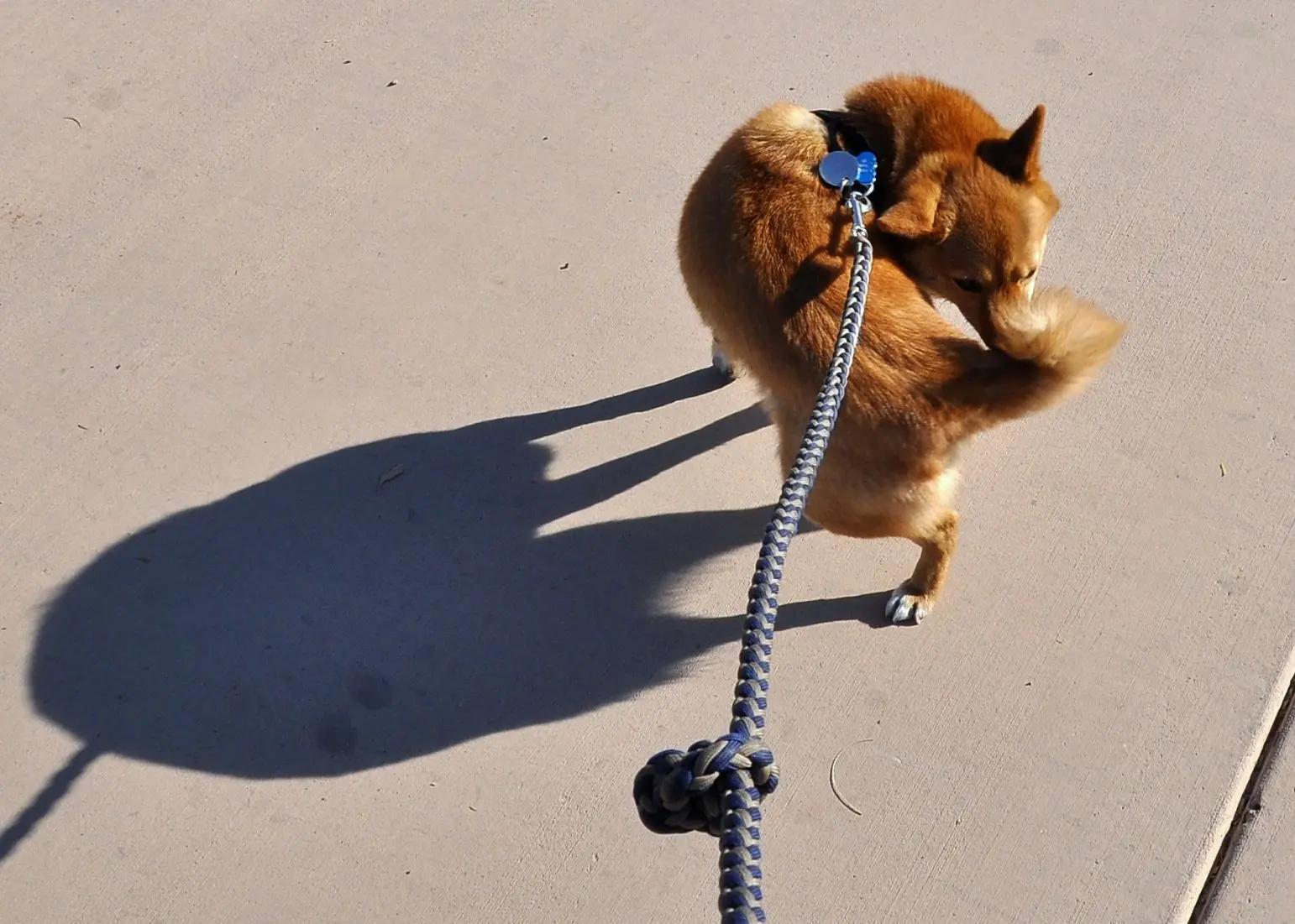 Perché il cane insegue la coda: Scopriamo il mistero!