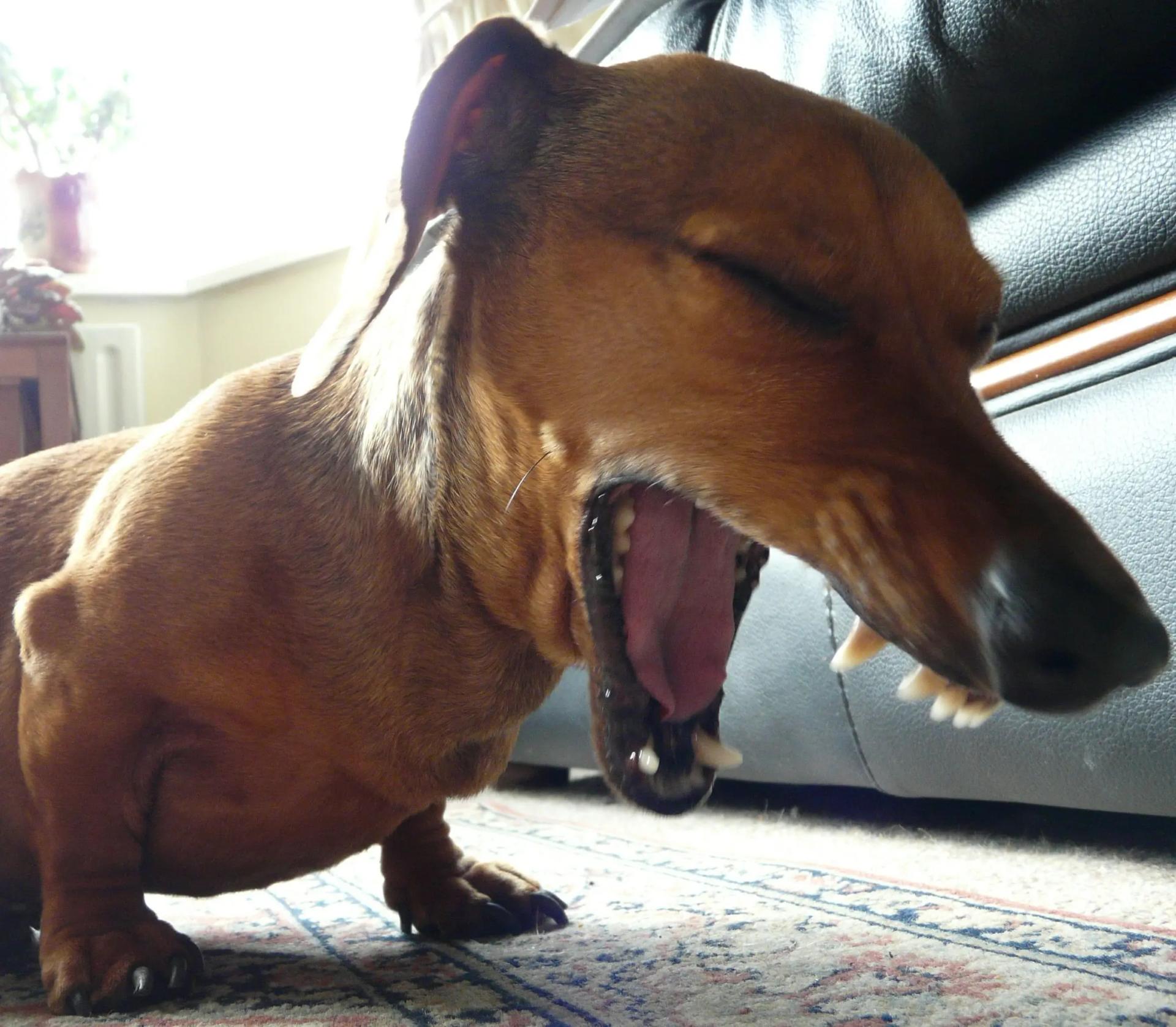 Perché il cane vomita: Cause, Sintomi e Rimedi