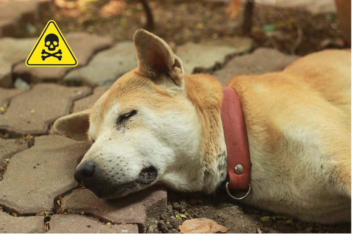 Sintomi avvelenamento nel cane