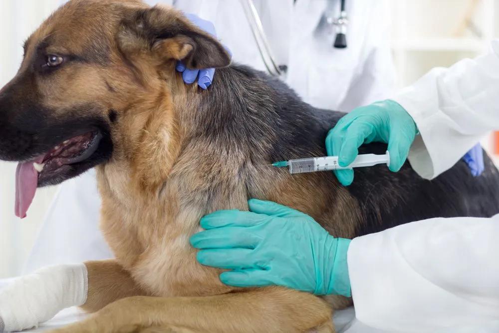 Vaccini obbligatori per cani