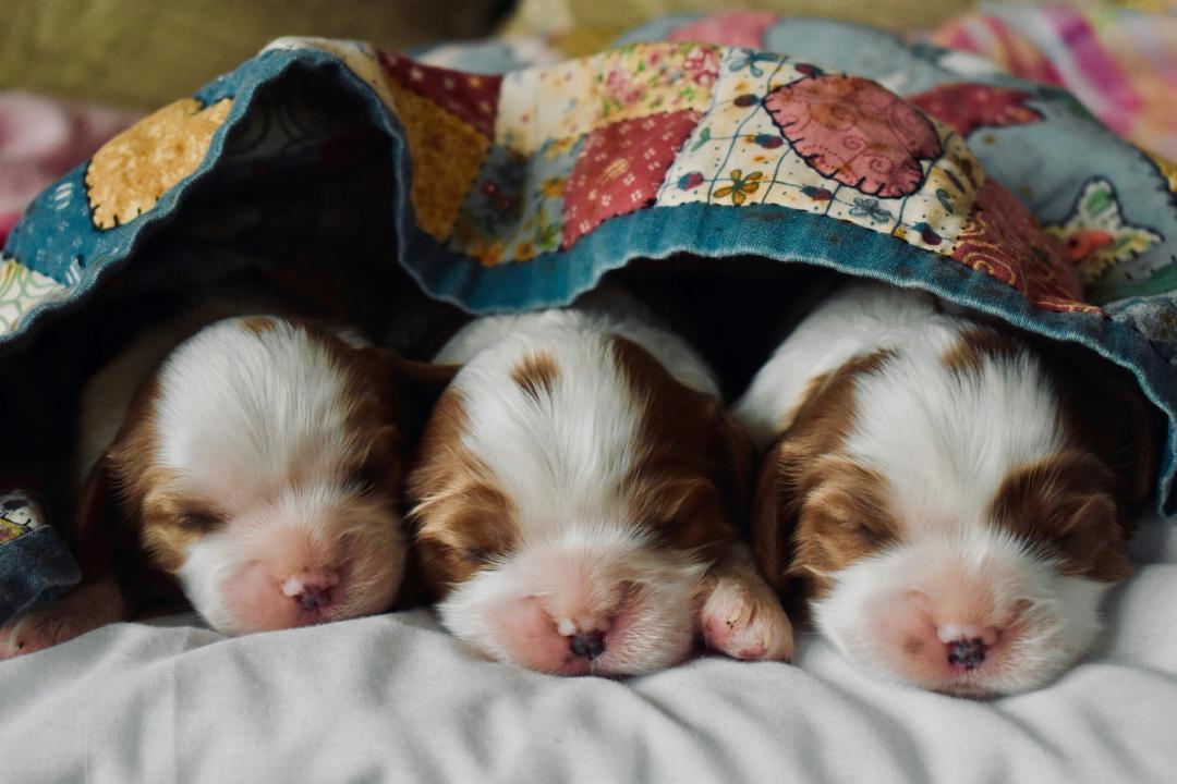 Cuccioli nati da poco