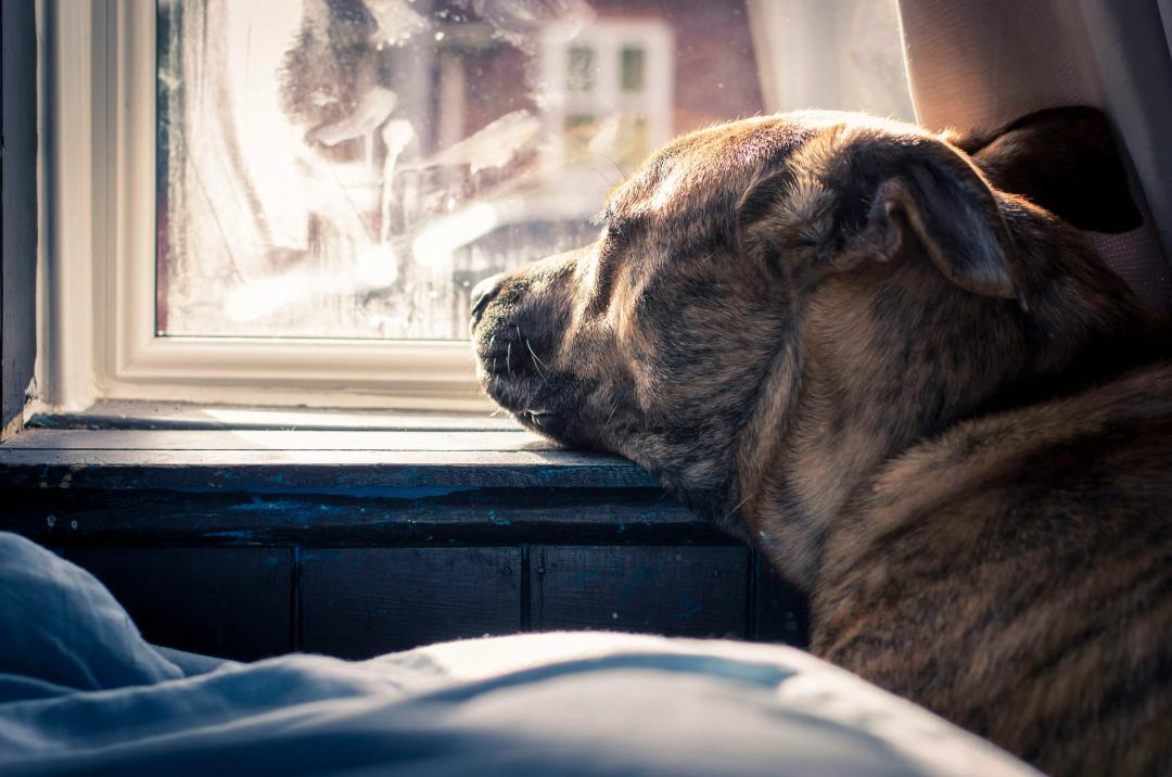 Cane ansioso che aspetta il proprietario