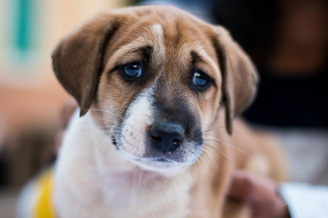 Cane triste a causa della diarrea