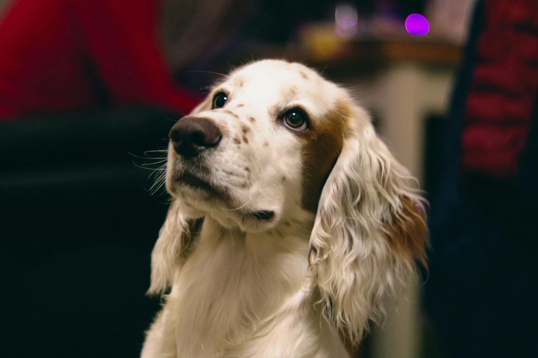Cocker Spaniel con orecchie lunghe