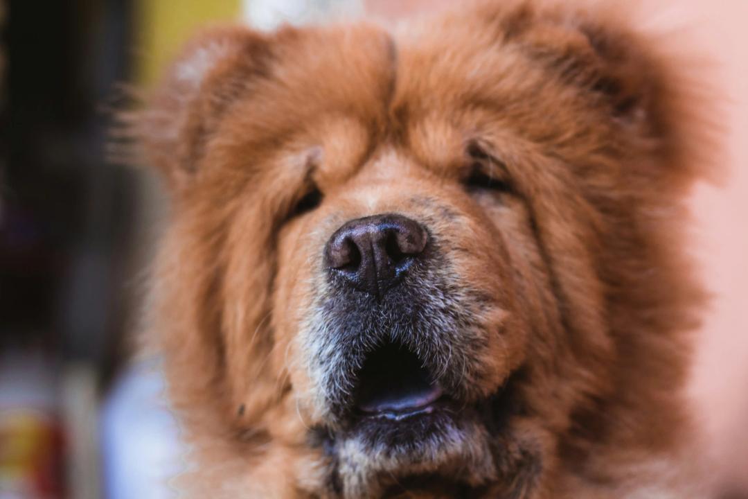 Chow Chow con lingua blu