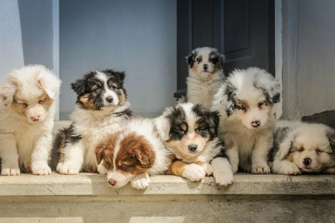 Cuccioli di cani in un branco