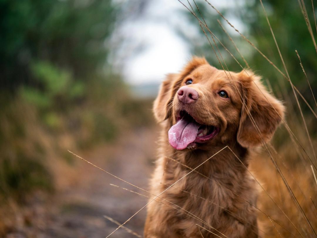 Cane in un campo