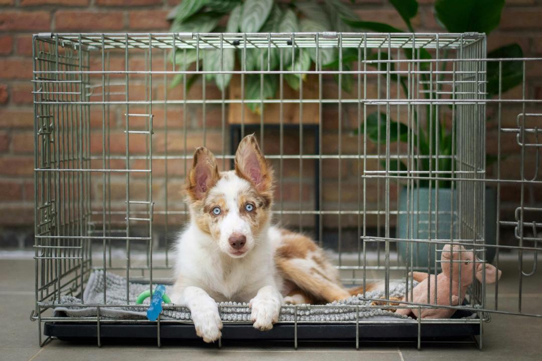 Cane allevato in un ambiente sano