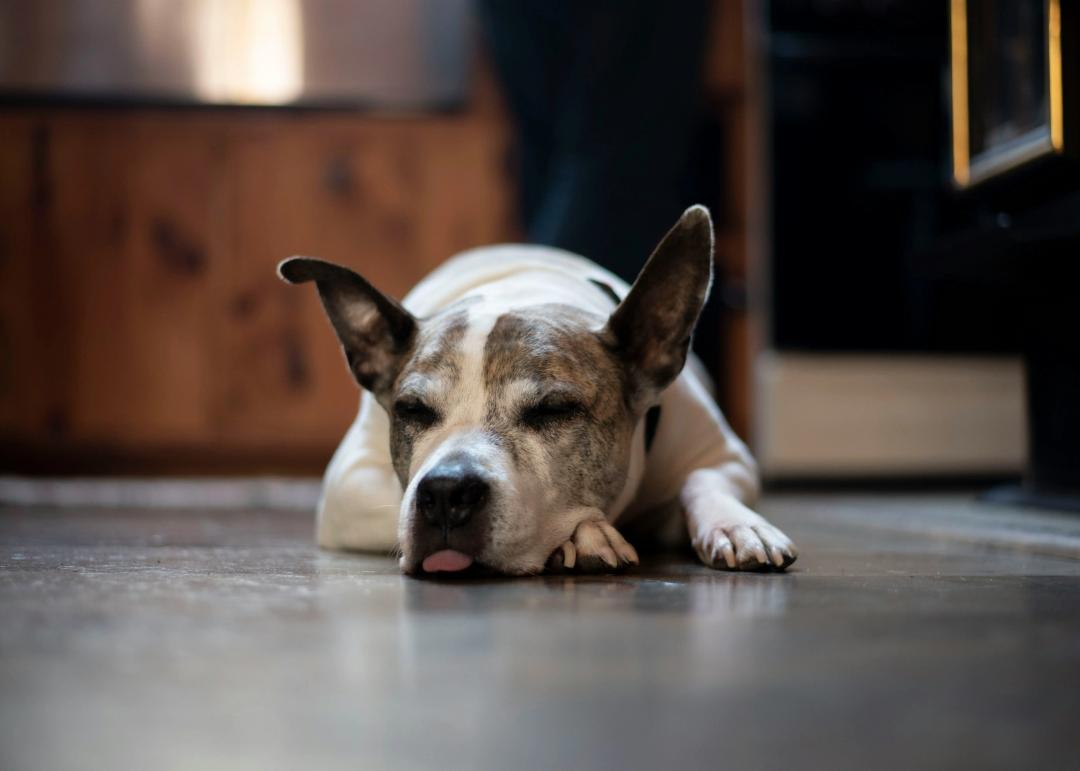 Cane che non mangia