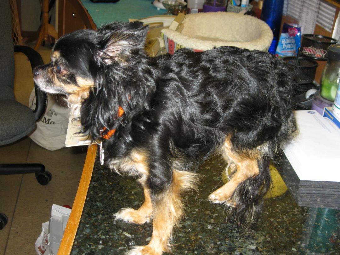 Cane che zoppica