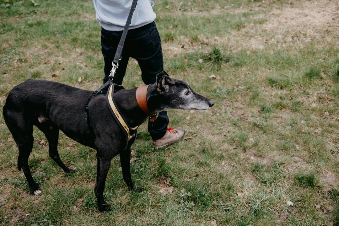 Greyhound