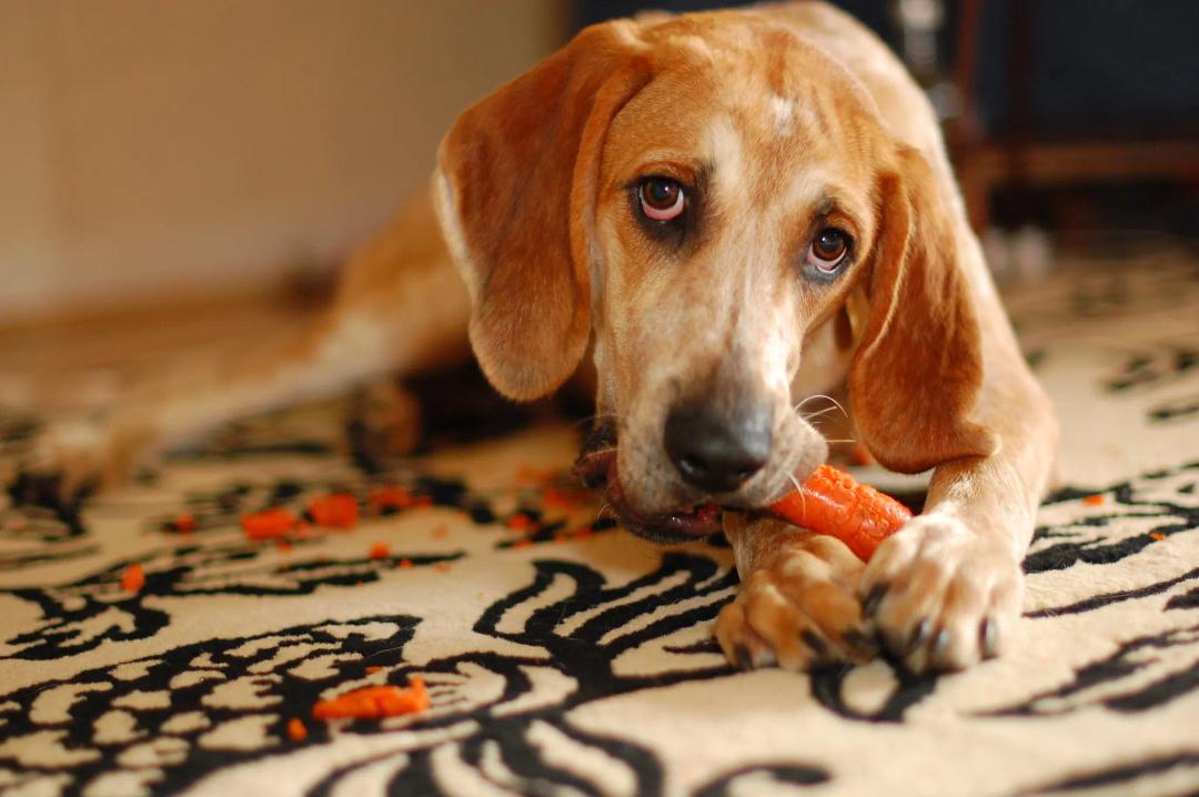 Cane che mangia carote