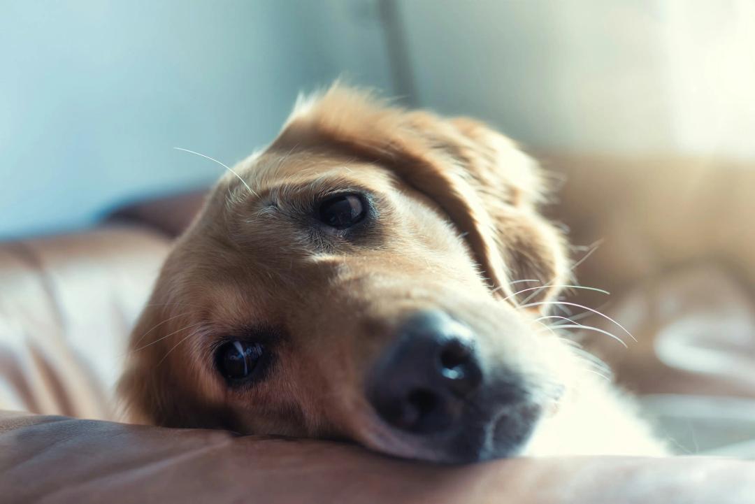 Cane tranquillo nella sua cuccia