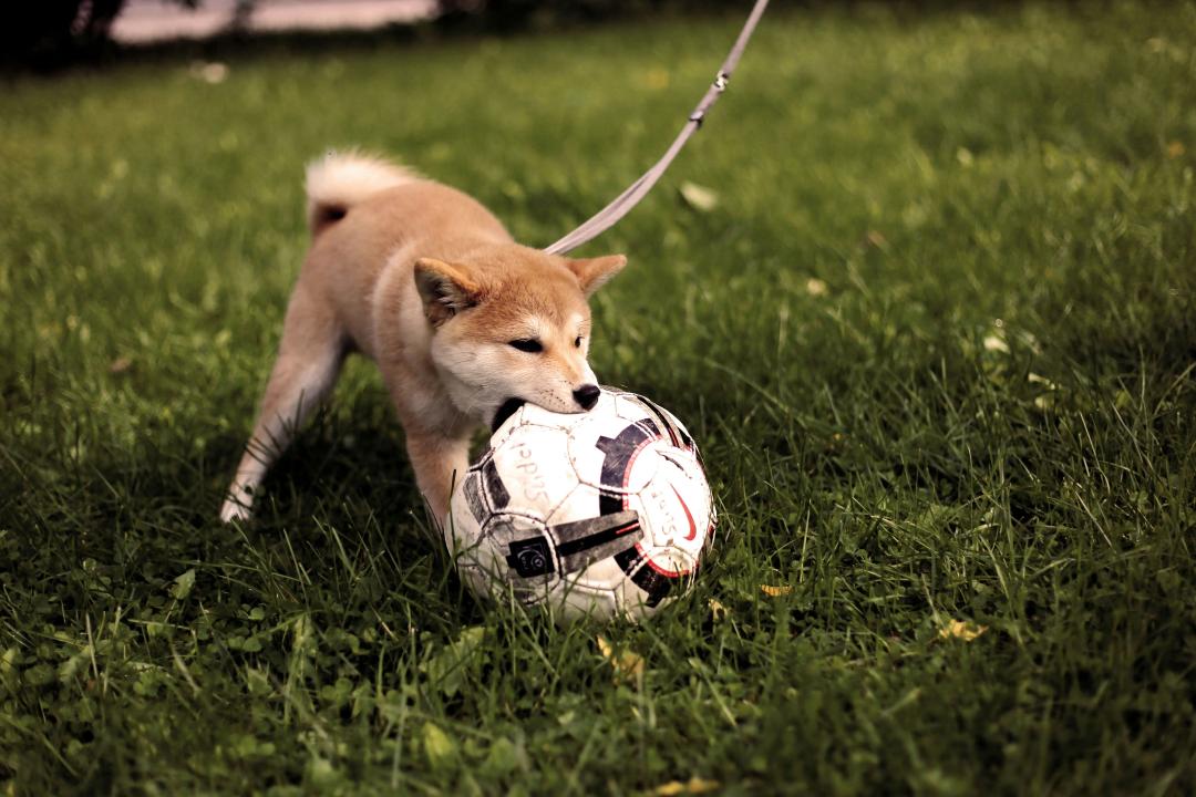 Cane che gioca e esplora