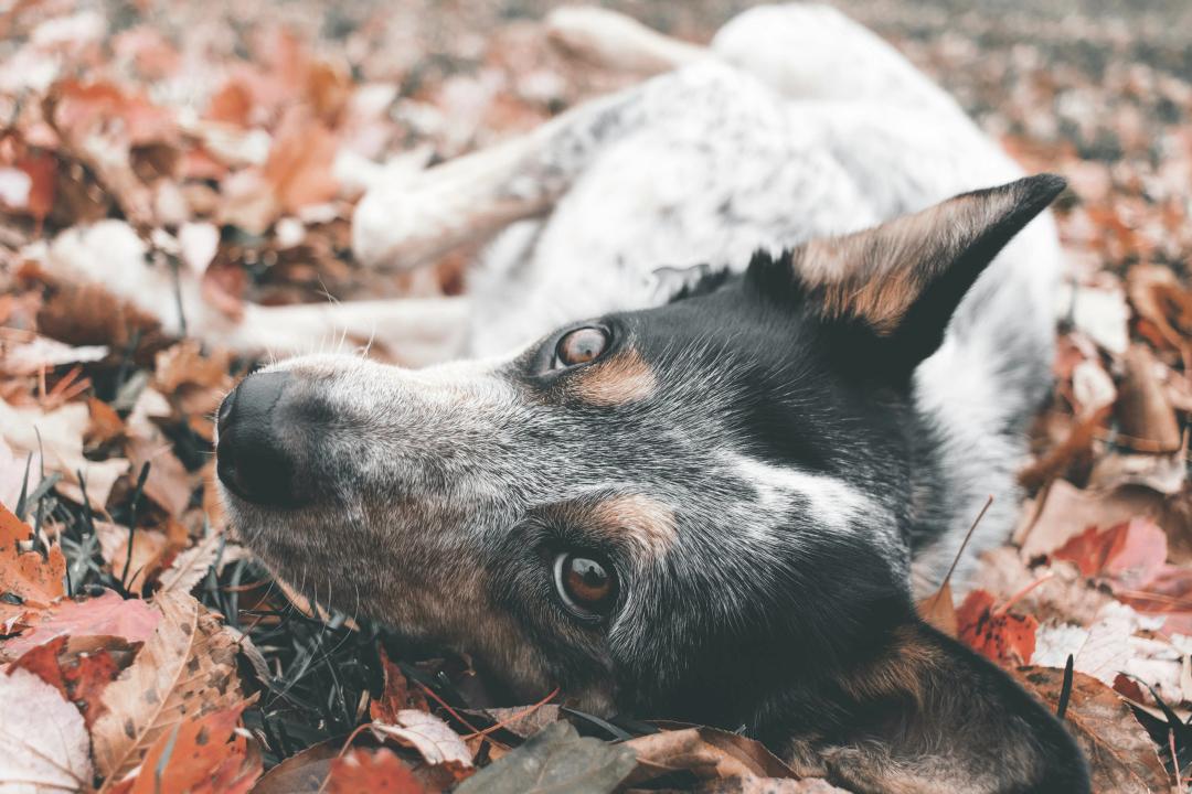 Cane in un prato