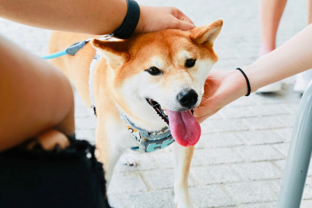 Cane felice con il suo padrone